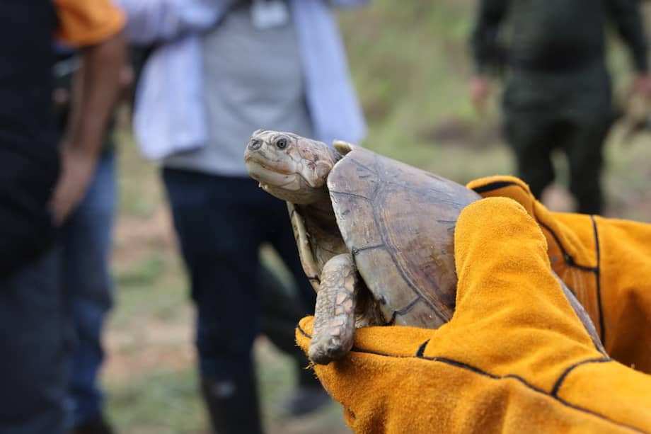 Durante esta liberación regresaron a su hábitat 109 tortugas morrocoy, 15 loras, una boa no venenosa o macabrel y una tortuga matamata.