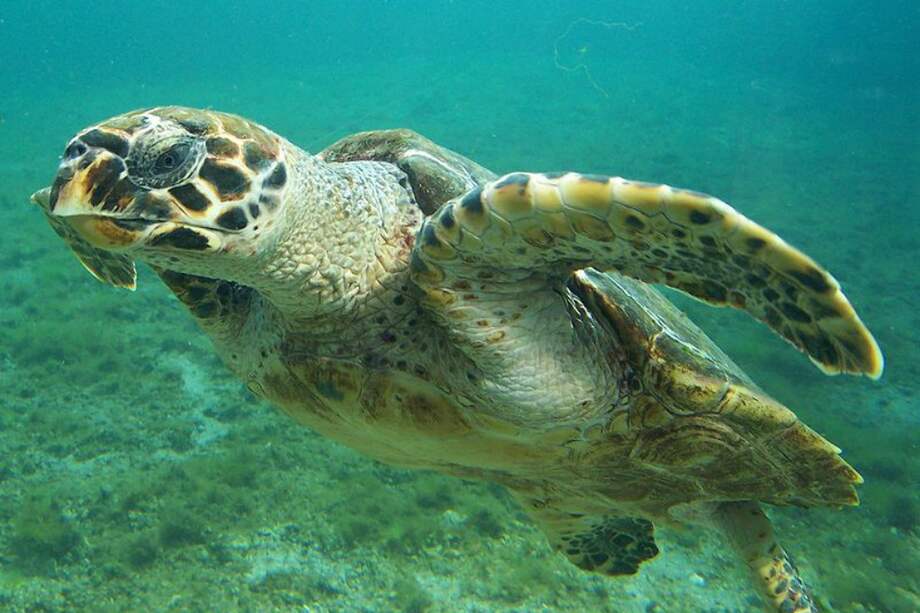 La mayor parte de sitios donde se comercia elementos relacionados con esta especie está en Cartagena. / B.navez - Wikimedia - Creative Commons