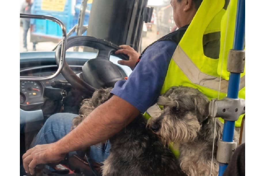 Los animales fueron abandonados por un vecino y ahora acompañan diariamente al conductor en sus rutas de servicio.