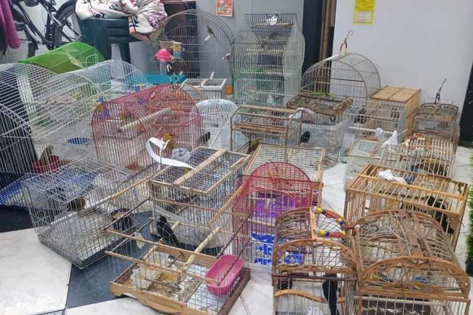 Las aves habían sido capturadas en el municipio de Gachetá, Cundinamarca, y las habían traído hasta Bogotá para mantenerlas en jaulas como mascotas.