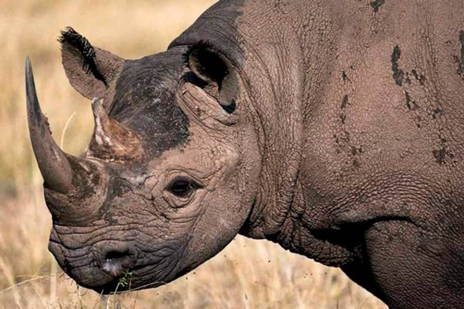 Rinoceronte negro de África.