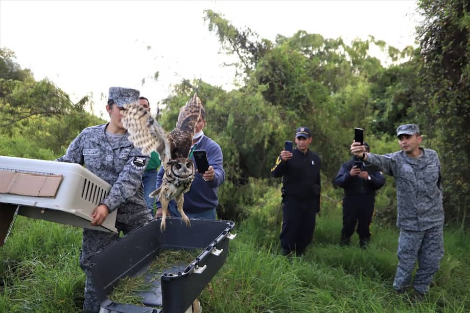 Entre los animales silvestres liberados, se encontraban tres lechuzas de campanario.