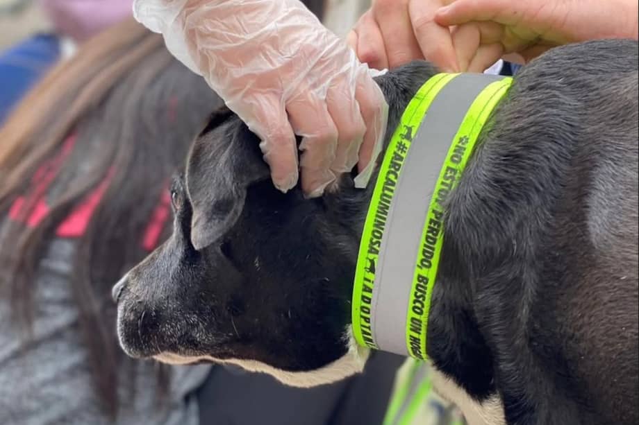 Voluntarios participan en jornadas para colocar collares y alimentar animales en zonas críticas.