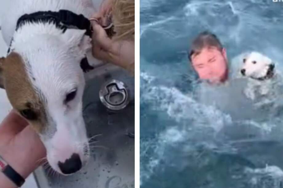 El perrito se dejó acariciar por los tripulantes, quienes comenzaron a revisar que no tuviera ningún tipo de lesión.