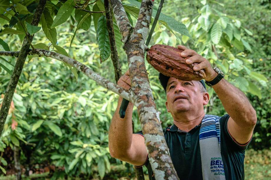 Un caso de conservación inclusiva en el país, son las familias productoras de cacao en el Caquetá, quienes cambiaron los cultivos de coca por este fruto, y recientemente, de la mano de WWF lograron su primer acuerdo comercial con una chocolatería alemana.