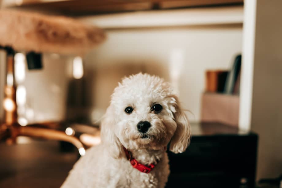 Los caniches también son conocidos como poodles.