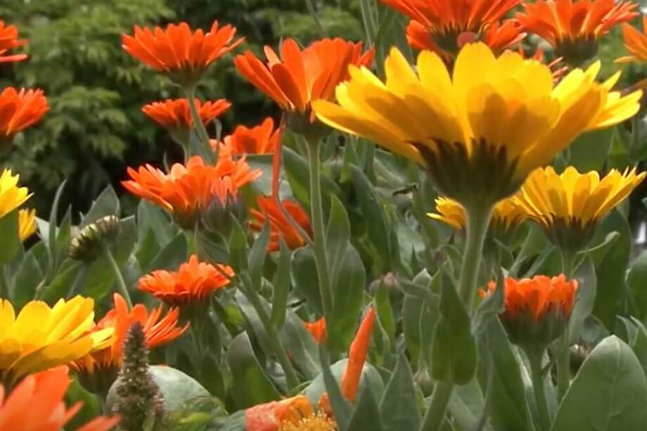 Tomado del canal de Youtube de UniCorpas TV.