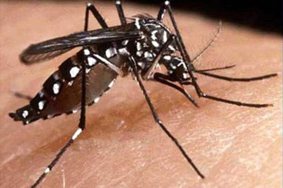 Fenómeno de ‘El Niño’ tiene gran incidencia en proliferación del dengue
