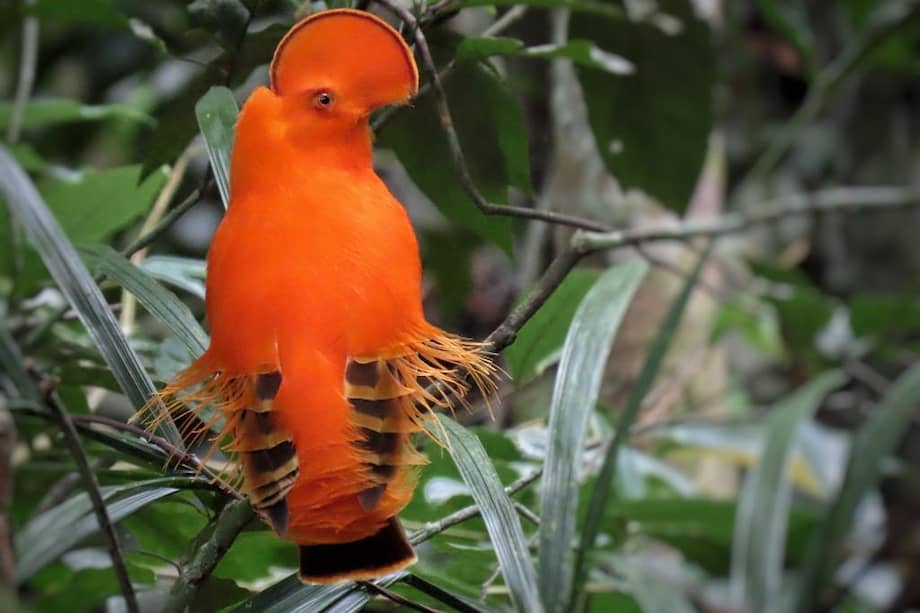 El gallito de roca (Rupicola peruvianus) es una especie propia de los Andes. Colombia es uno de los pocos países en donde puede encontrarse.