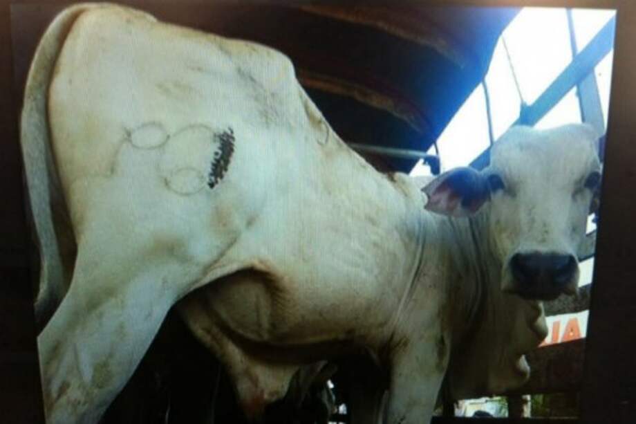 El río Arauca, dicen las autoridades, es una de las vías más usadas para ingresar ganado de contrabando./ Foto: Policía Fiscal y Aduanera.