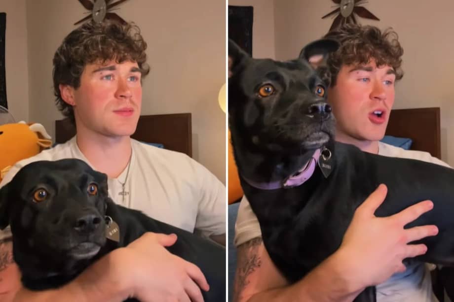 Usuarios destacaron la inusual mezcla de razas y celebraron el final feliz tanto para el dueño como para la perra rescatada.