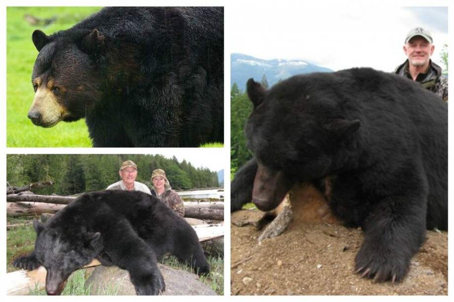 Mueren unos 300 osos en Florida tras polémica temporada de caza