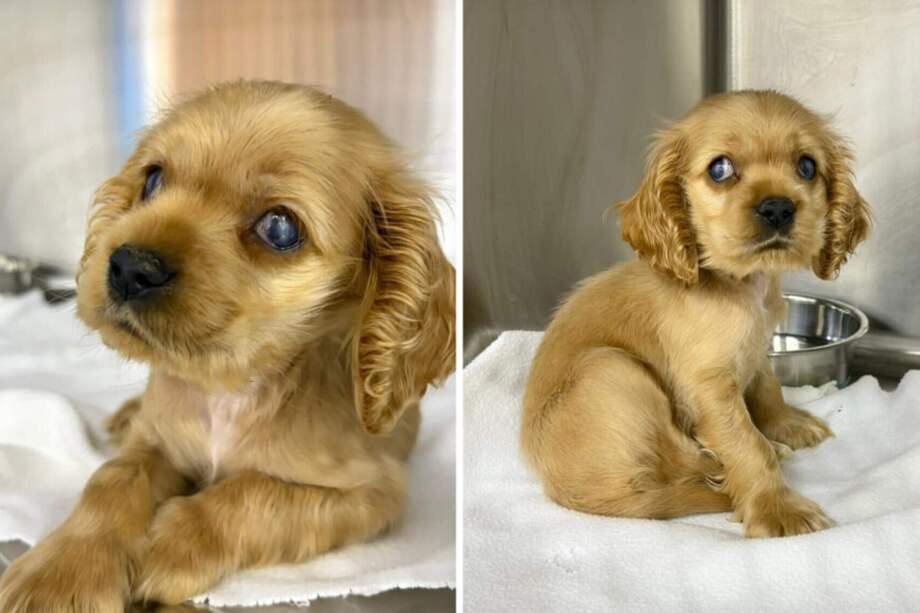 La pequeña cachorra continúa su proceso de recuperación, a la espera de encontrar un hogar.