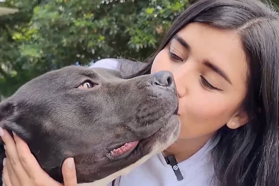 Pitbullmanía, la iniciativa con la que el IDPYBA espera encontrar hogar a ocho perritos.