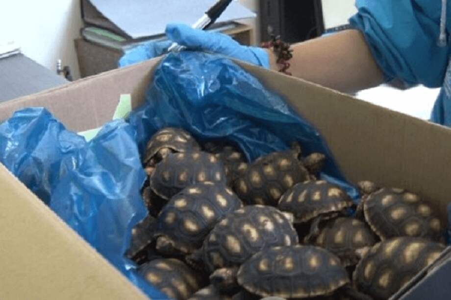 Las tortugas ahora reciben atención para se rehabilitación y recuperación. / Cortesía Secretaría de Ambiente