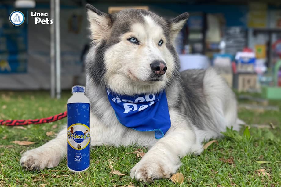 Pharvet cuenta con fitogénicos y nutracéuticos enfocados en la salud preventiva y el bienestar de los animales de compañía. / Cortesía