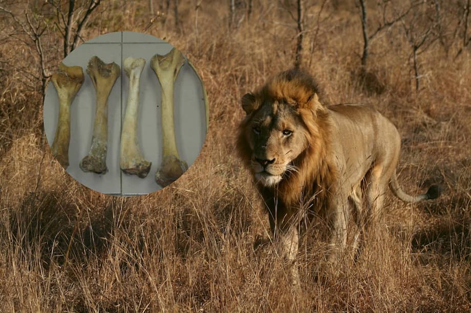 Las partes del cuerpo de los leones son traficadas ilegalmente para adornos, joyas y usos tradicionales.