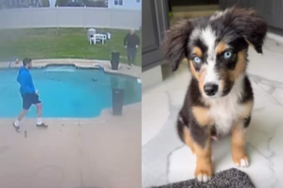 Zoro es un pequeño pastor ovejero australiano que sorprendió a todos en su casa al nadar por primera vez.