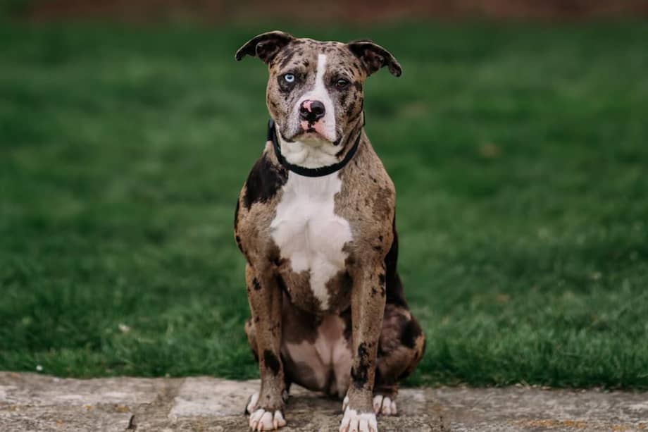 Aparte de su pelaje y ojos, Margot también destaca por su fuerza, pesando casi 23 kilos.