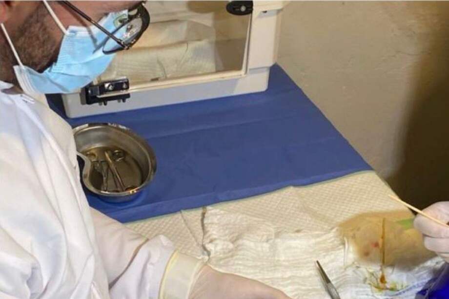 Este es el tercer ejemplar de un proyecto de incubación artificial para hacerle frente al peligro de extinción del cóndor andino.