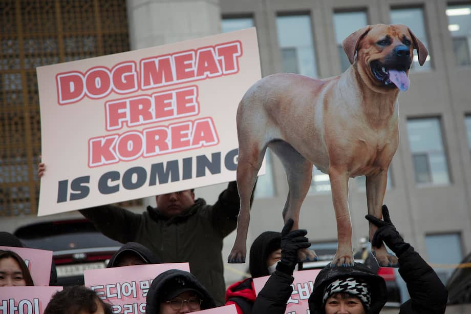 Comer carne de perro se ha vuelto tabú entre los jóvenes asiáticos, y crece la presión de defensores de los derechos de los animales por prohibirlo.