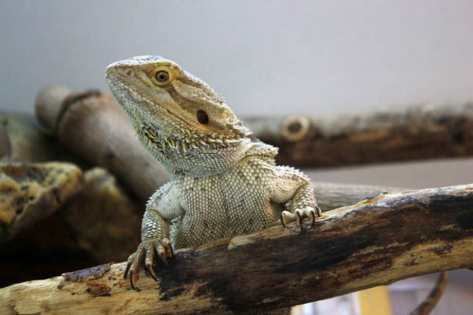 El dragón barbudo, originario de Australia, estaría en riesgo por el cambio climático. El aumento de la temperatura afectaría sus famosas habilidades cognitivas. / Agencia Sinc - Sophie A Moszuti