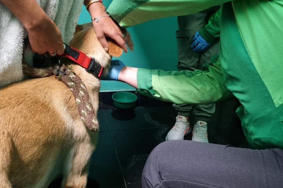 El IDPYBA prestará apoyo con el Centro de Atención Jurídica, al tutor del Jerry.