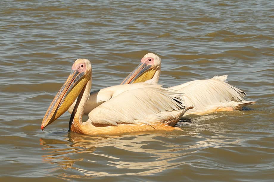 La mayoría de las aves que murieron eran ejemplares jóvenes.
