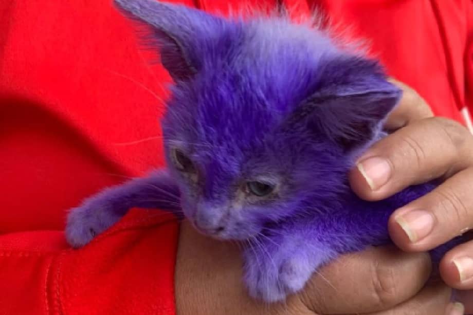 Debido a su delicado estado de salud, Avatar fue trasladado de emergencia a la veterinaria.
