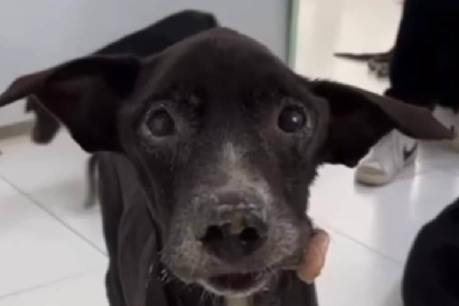 Sinú fue rescatado en Córdoba con la mandíbula fracturada. Gracias a la Fundación Arca Luminosa y a un proceso médico riguroso, hoy dejó atrás el sufrimiento de la calle.