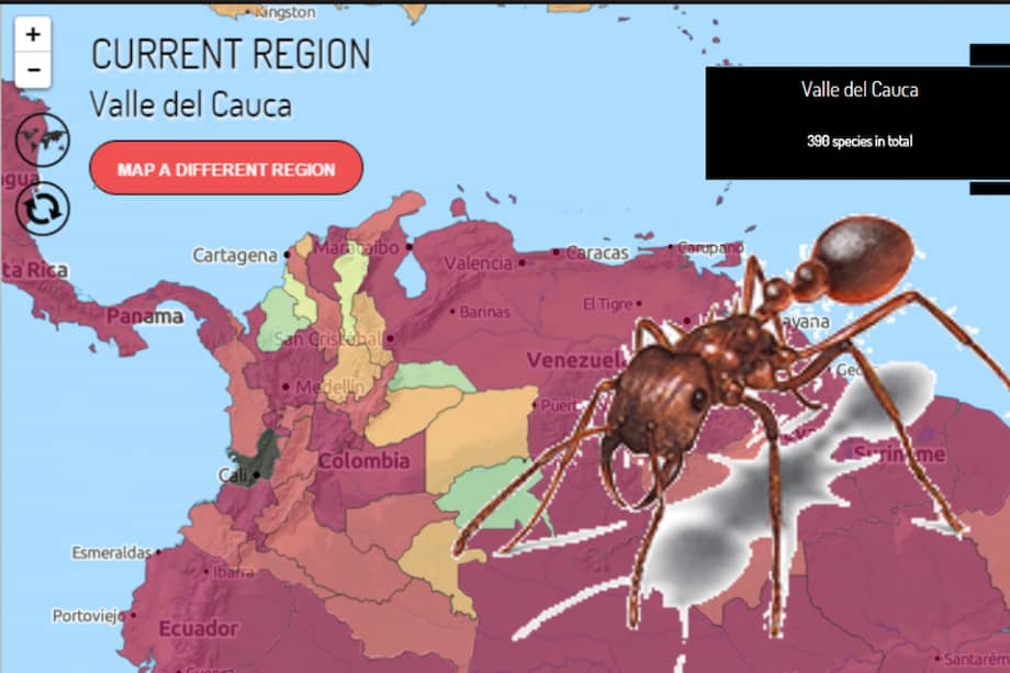 Por ejemplo, esta imagen muestra la cantidad de especies que hay en el Valle del Cauca. / http://antmaps.org/