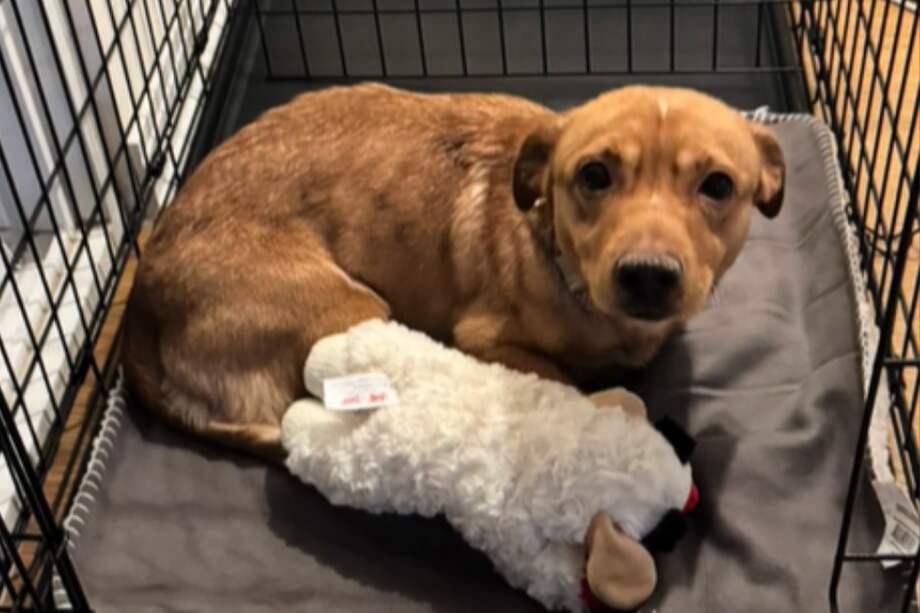 En 2023 se sacrificaron aproximadamente 850.000 animales, un aumento del 15 por ciento en comparación con el año anterior.