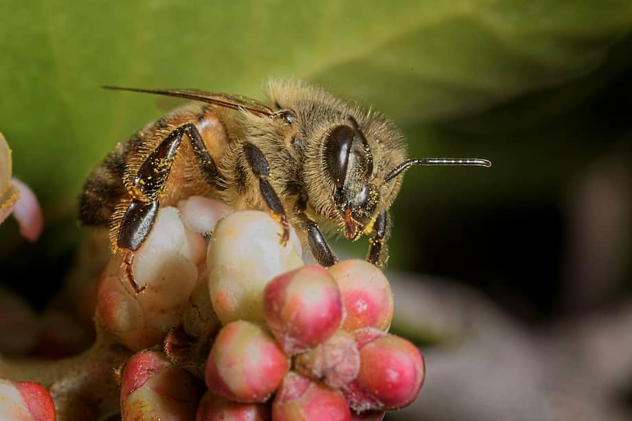MADRID, 23/03/2026.- Cuando las abejas recolectoras localizan una fuente de alimento, como este arbusto (Rhus integrifolia), regresan a la colmena y comunican la ubicación de la fuente mediante los intrincados detalles de la danza del meneo. Los humanos no son los únicos que actúan de forma diferente dependiendo de quien les observe, también las abejas melíferas bailan (y comunican) de forma más precisa cuanto más público tienen en la colmena, según constata una investigación. EFE/Cedida por la investigadora Heather Broccard Bell.