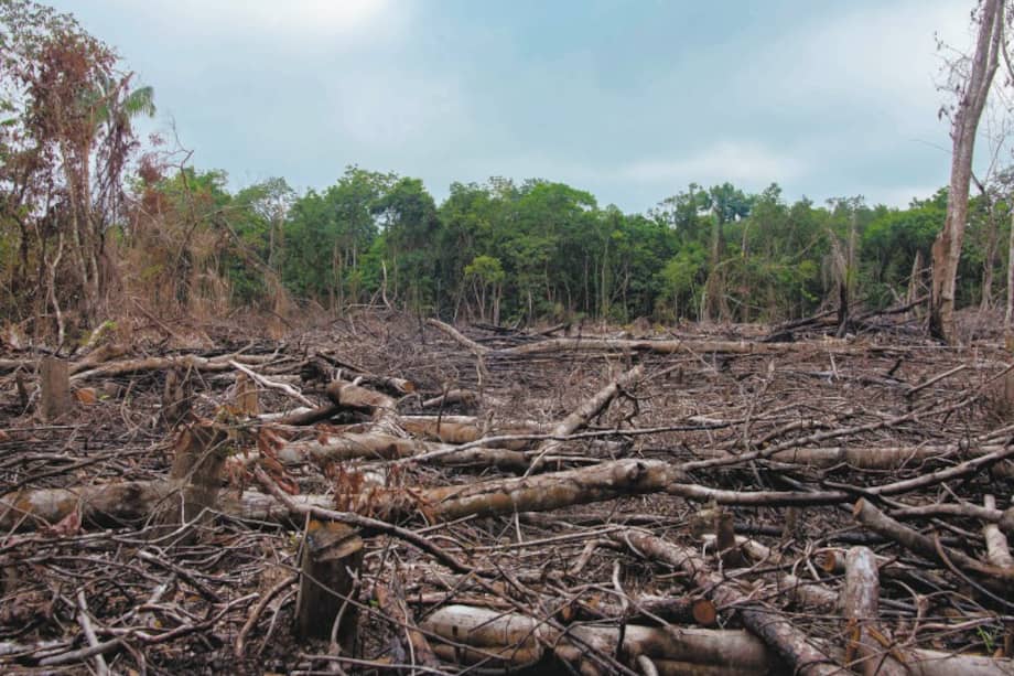 Imagen de referencia. Colombia cuenta con cerca de 60 millones de hectáreas de bosque, el 66% ubicado en la Amazonía. El 23% se concentra en los departamentos de Caquetá, Guaviare y Sur del Meta, con 13,6 millones de hectáreas verdes.