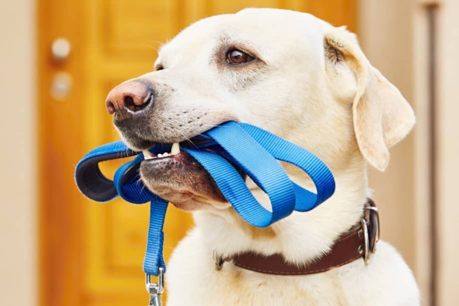 La oferta no se limita a individuos; las empresas e instituciones también figuran como clientes habituales.