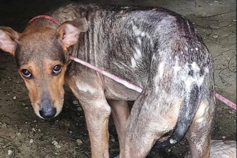 Cuando fue rescatado, el canino estaba deshidratado e infestado de ácaros.