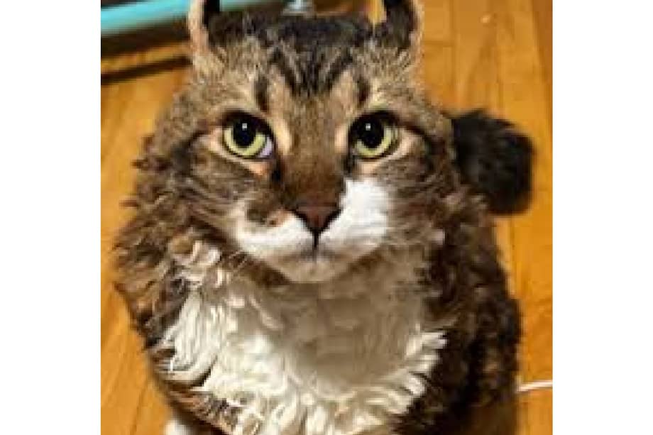 Jimmy, el gato de cinco años que se volvió viral por su inusual pelaje crespo, cautiva a miles de usuarios en redes sociales.