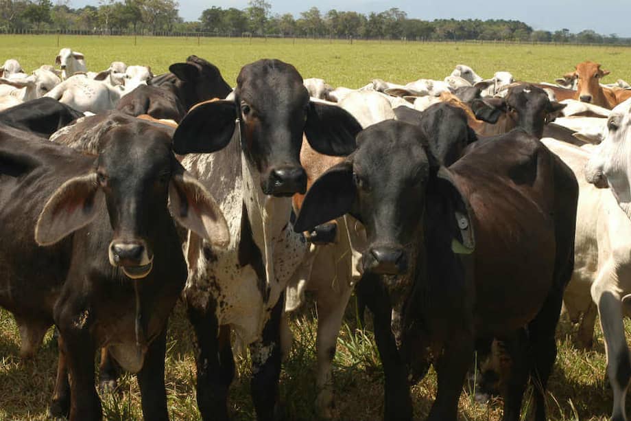 En Colombia hay más de 26 millones de cabezas de ganado. / Archivo El Espectador