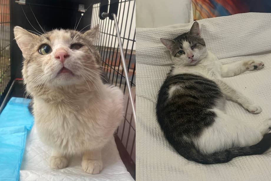 El gato Herbie, quien tiene entre 4 y 9 años, ama seguir a sus humanos por toda la casa, brindándoles compañía en sus tareas diarias.