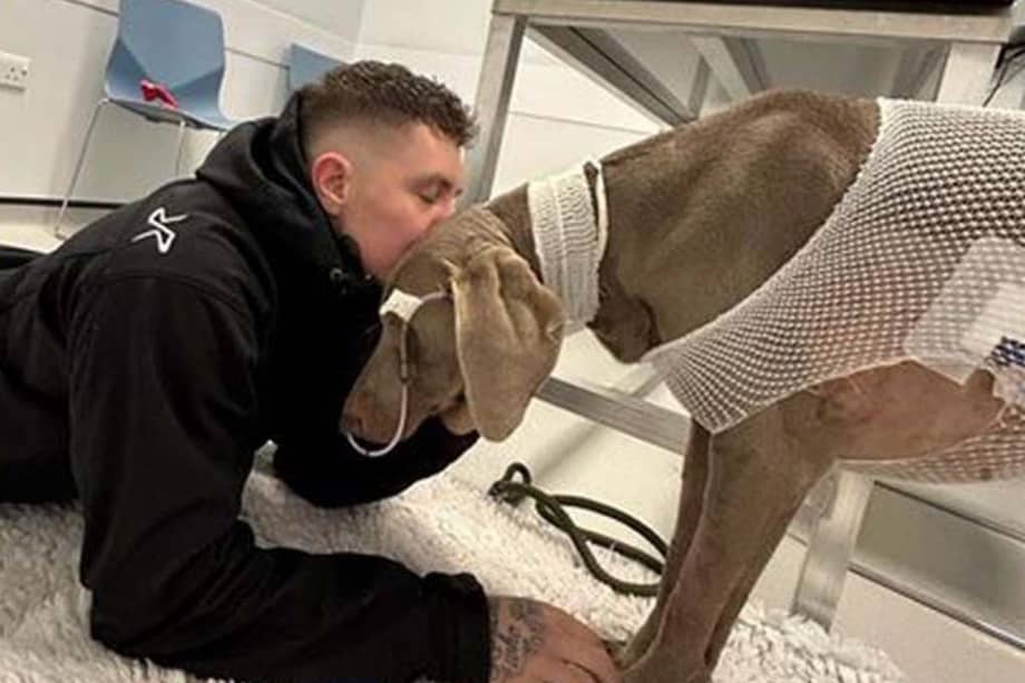 Rambo entró a urgencias veterinarias tras padecer de vómitos constantes.