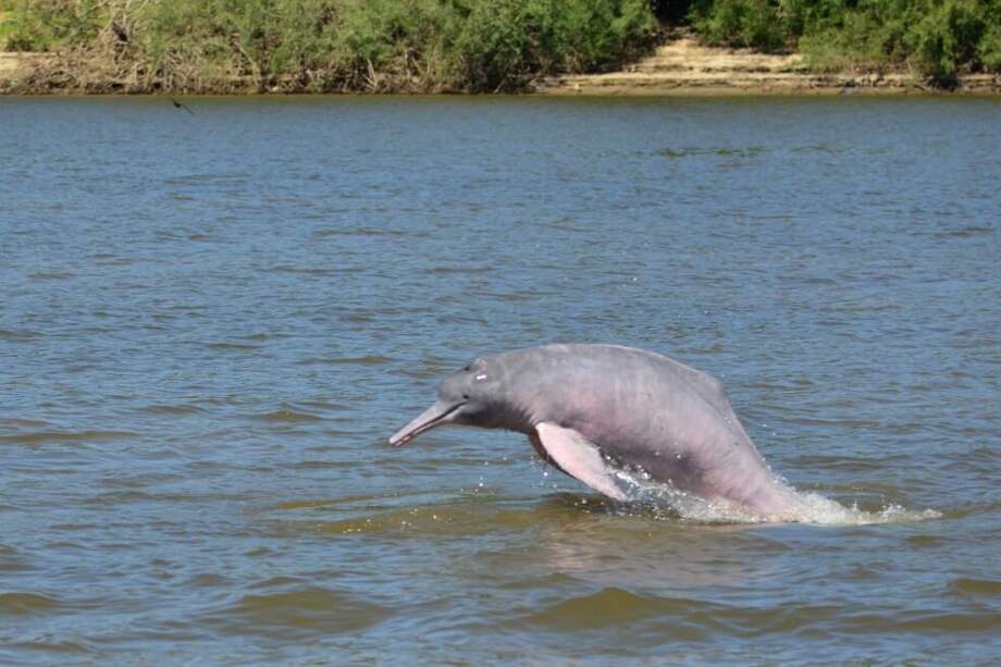 Cortesía Fundación Omacha