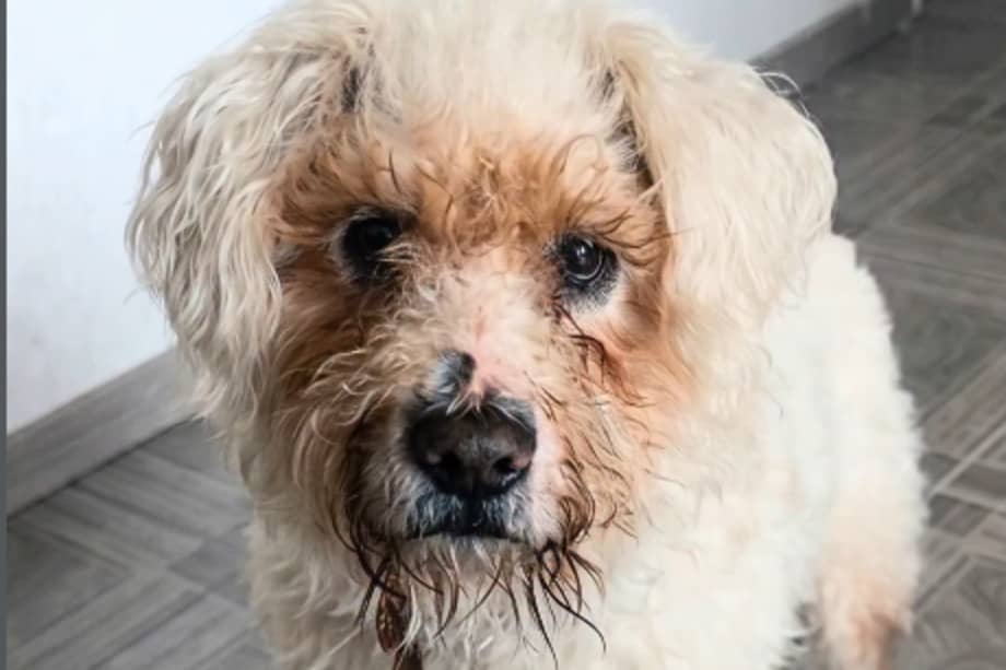 A sus 8 años, Rufito solo busca un hogar tranquilo donde pasar sus años mayores.
