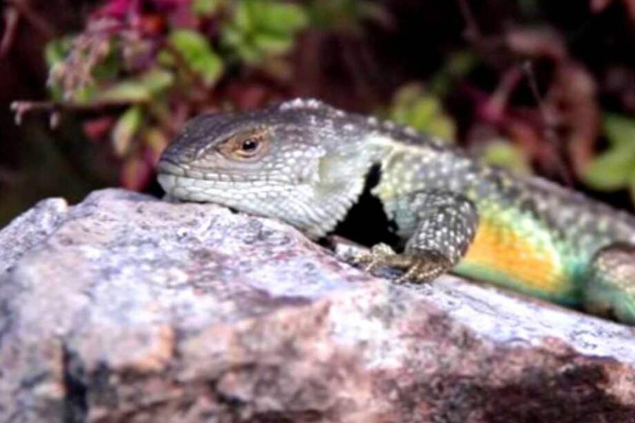 Colombia invierte solo 1% de su dinero en cuidar las especies nativas