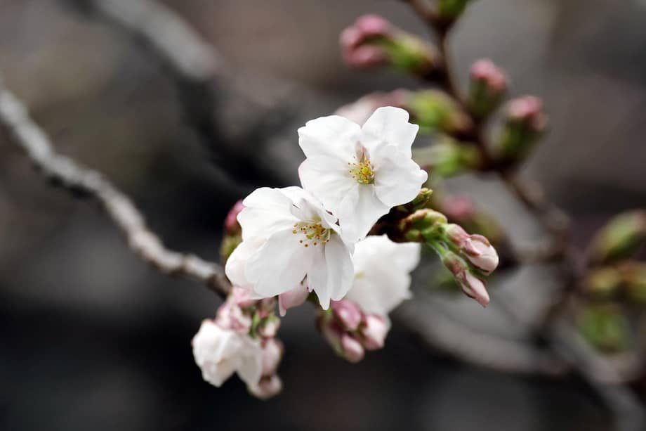 La floración de los cerezos es un acontecimiento seguido con entusiasmo en todo Japón.