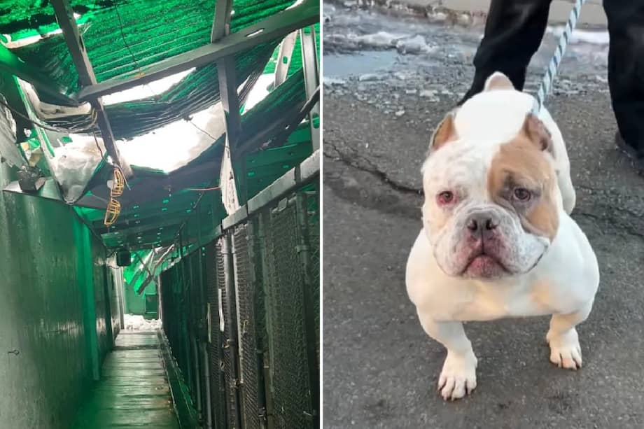 Entre los perros afectados se encuentra Bruno, un mestizo tipo bully de dos años, quien aún busca una familia de acogida.