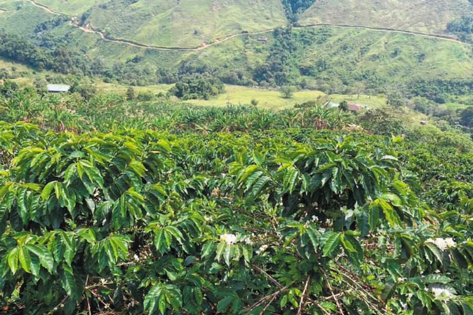 El departamento de Caquetá pertenece a la región cafetera del Piedemonte llanero. / Cortesía FNC