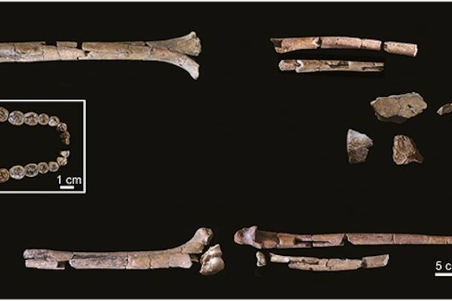 Un grupo internacional describió por primera vez los restos más antiguos hallados hasta ahora de un Homo habilis.