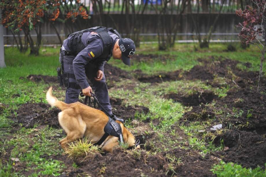 Kafir, un pastor belga malinois de cuatro años, rasga la tierra para indicar que encontró el olor de los huesos. / Fotos: Mauricio Alvarado