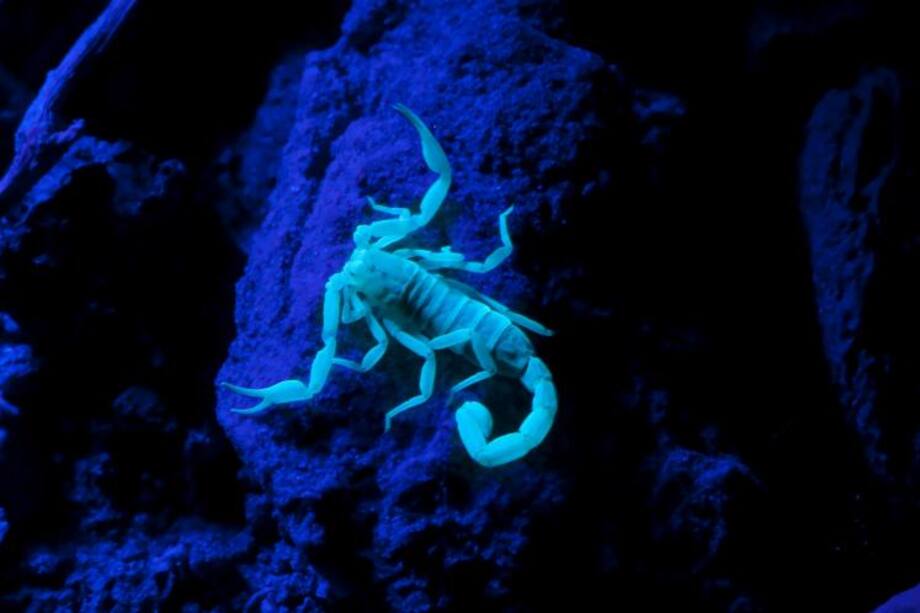 Escorpio, recuerda que los cambios siempre son para mejorar