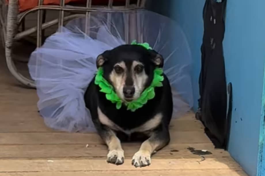 Niki, una perrita mayor que fue devuelta tras seis meses adoptada.